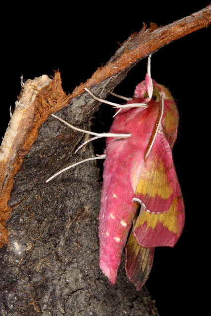 Deilephila porcellus - Copyright Denis Bourgeois